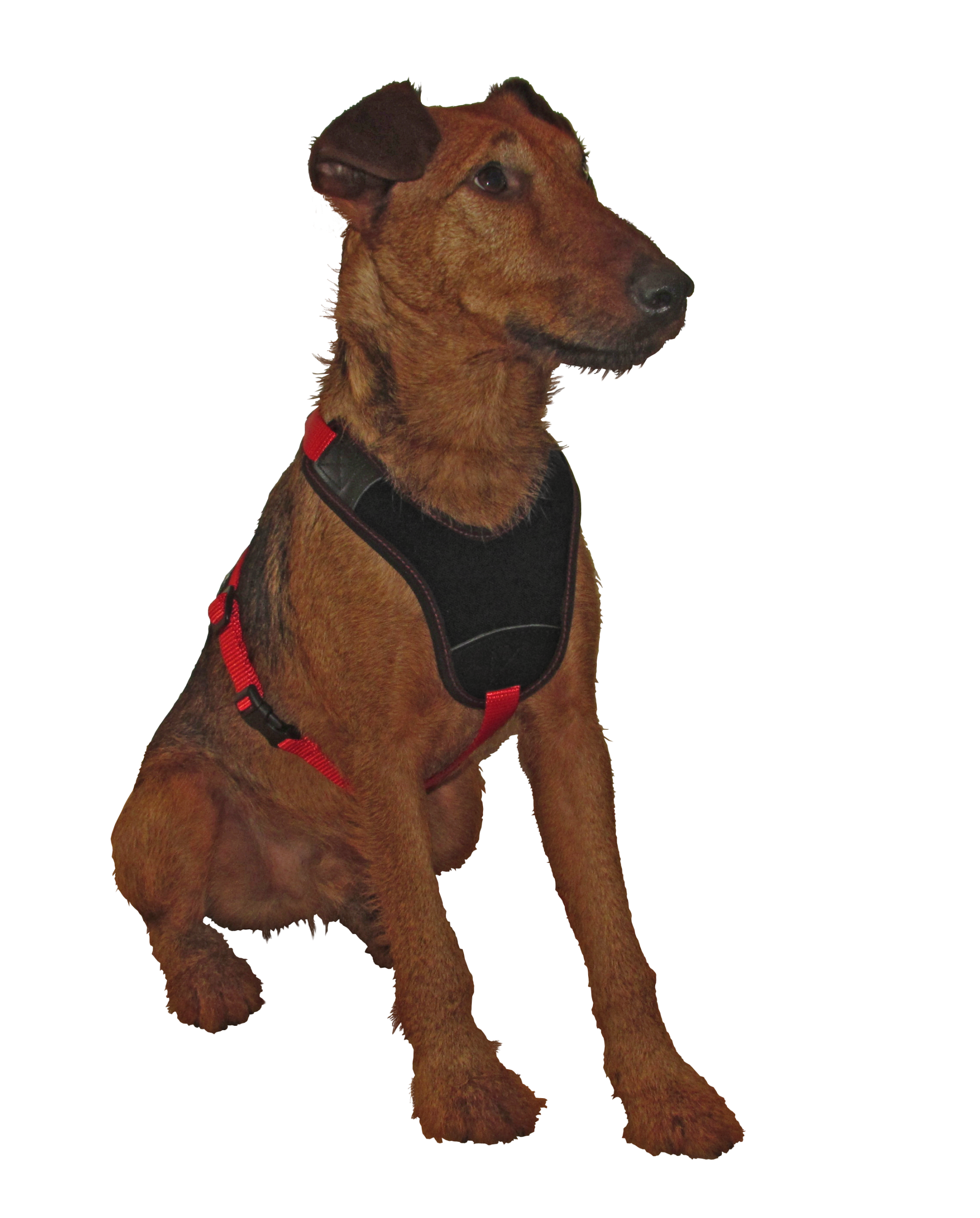 151700002 Hundefuhrgeschirr Follow START schwarz rot Gr. S Mfrei1 scaled