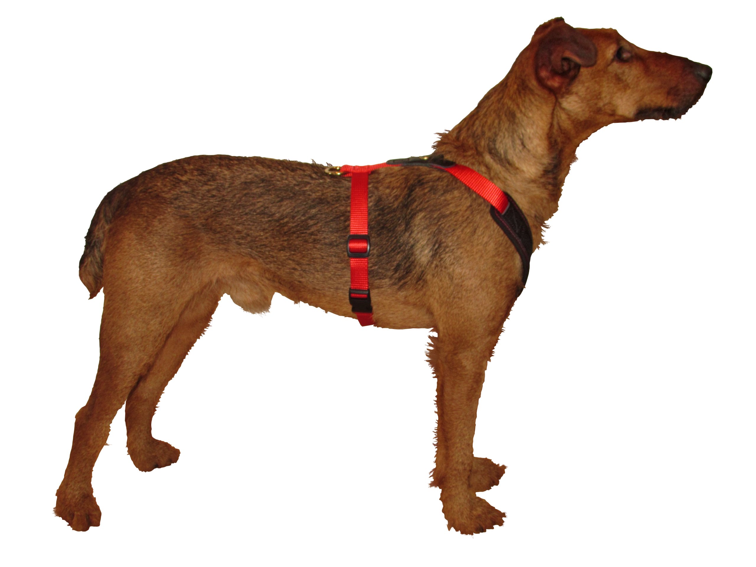 151700002 Hundefuhrgeschirr Follow START schwarz rot Gr. S Mfrei2 scaled