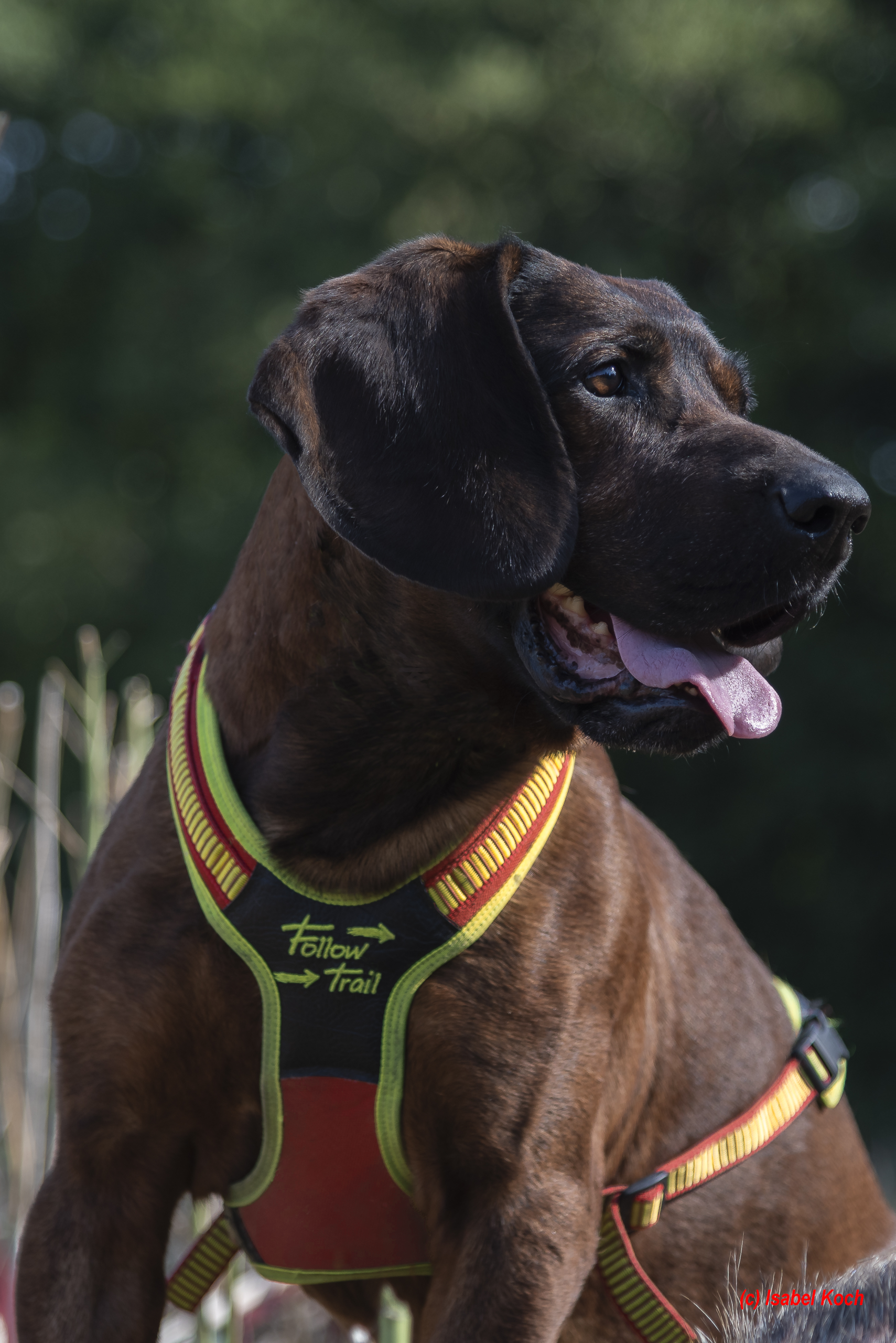 151700014 Hundefuhrgeschirr Follow Trail Gr. M rot gelb scaled