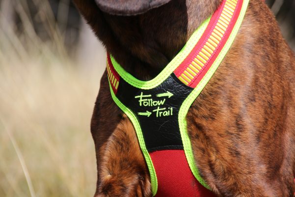 151700014 Hundefuhrgeschirr Follow Trail Gr. M rot gelb 1 scaled