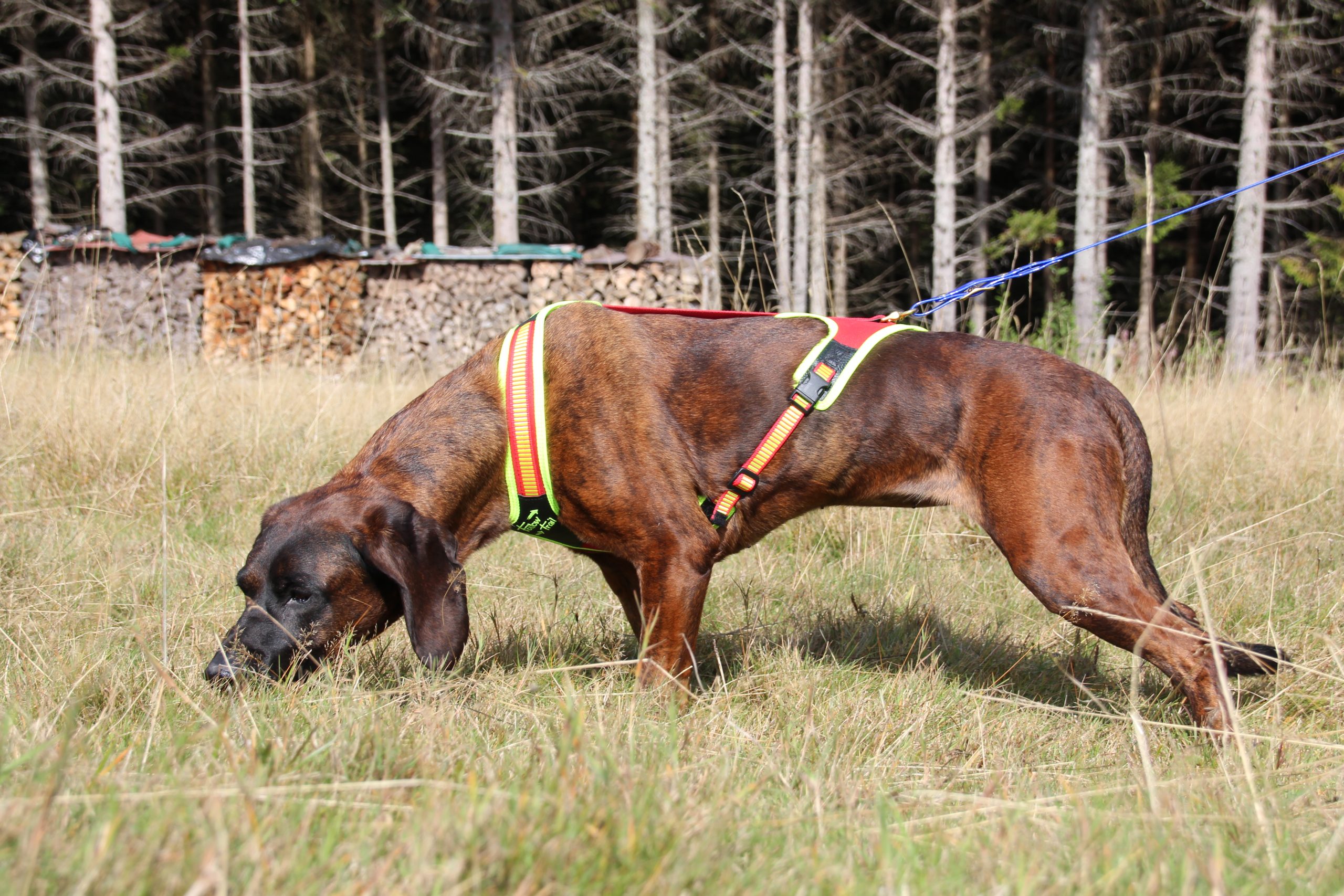 151700014 Hundefuhrgeschirr Follow Trail Gr. M rot gelb 2 scaled