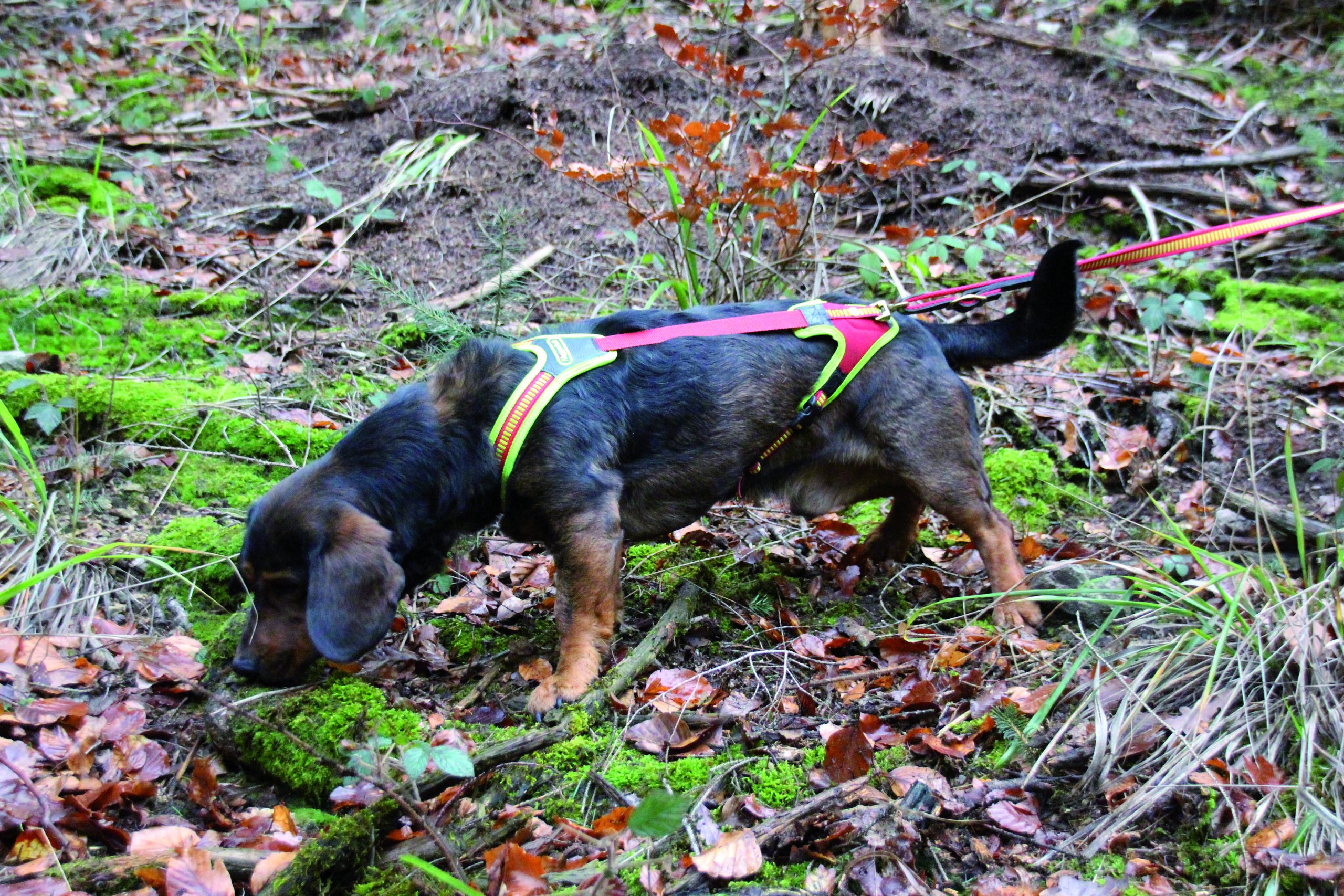 171700010 Hundefuhrgeschirr Follow Trail Gr. S rot gelb scaled