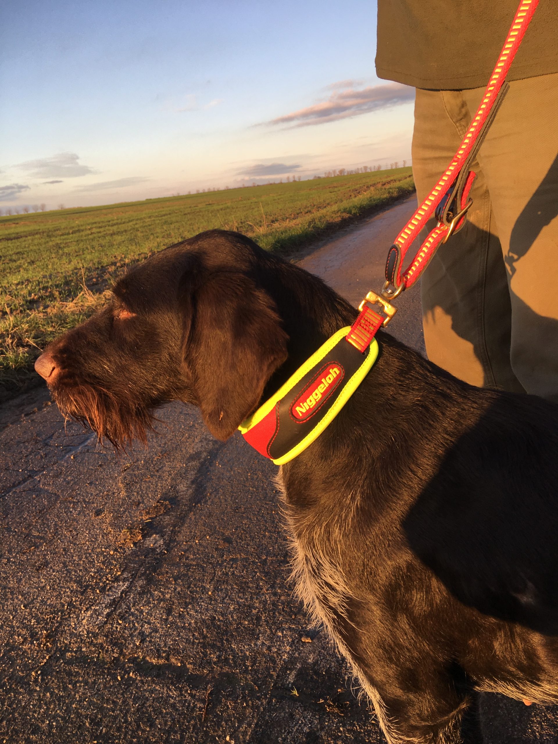 191700027 Schweisshalsung TRAIL Gr. MamHund scaled
