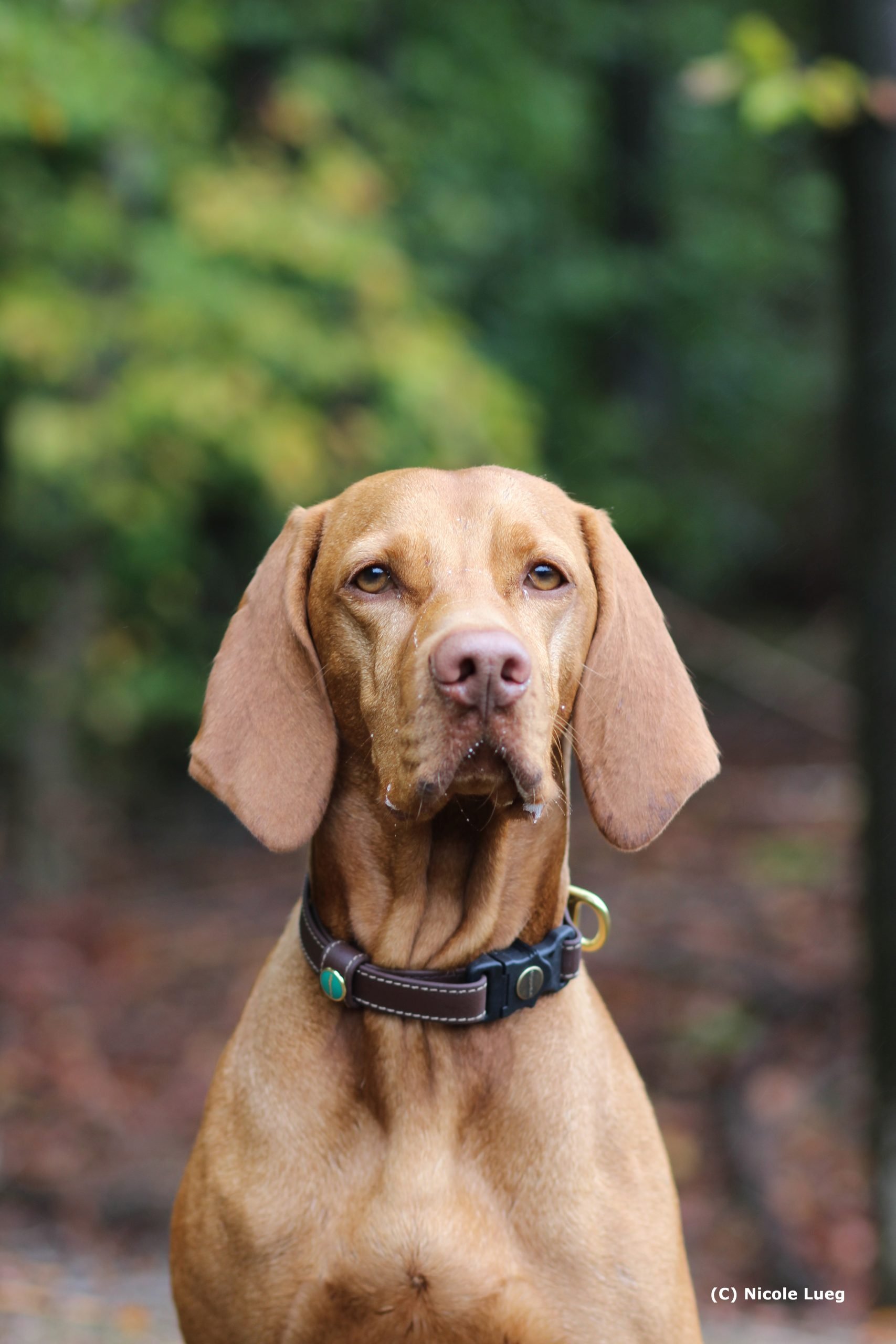 201700008 Biothanehalsung NOBLE nusbraun Gr. Sam Hund 3 scaled